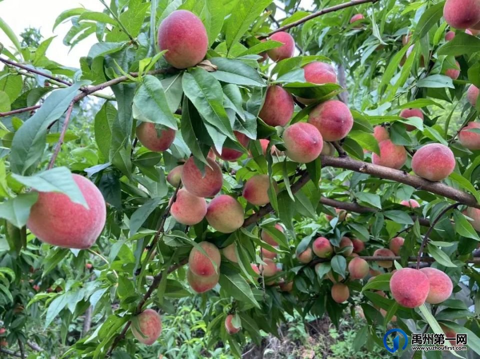 禹州夏日无限好,摘桃要趁早!走起~ 禹州夏日无限好,摘桃要趁早!走起~