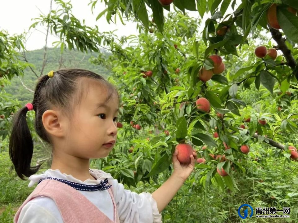 禹州夏日无限好,摘桃要趁早!走起~ 禹州夏日无限好,摘桃要趁早!走起~