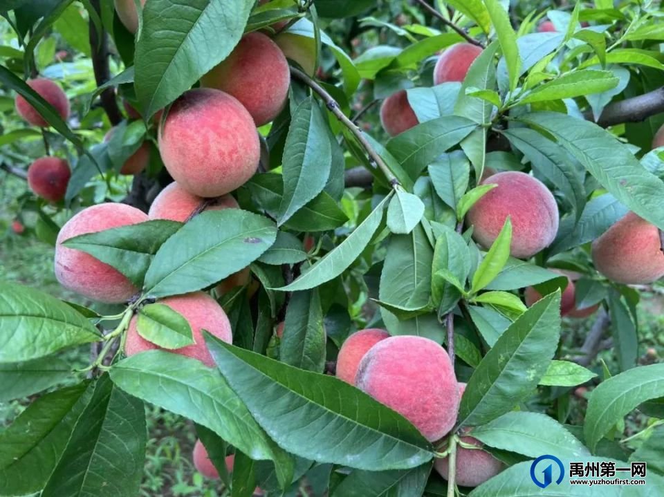 禹州夏日无限好,摘桃要趁早!走起~ 禹州夏日无限好,摘桃要趁早!走起~