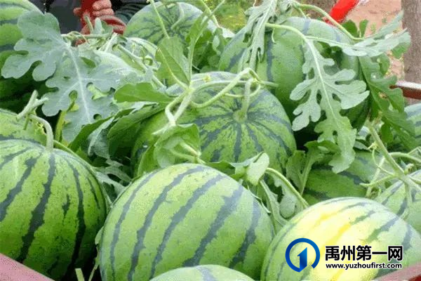 禹州建业春天里|爱心助农,瓜分幸福,更有爱奇艺VIP免费赠送! 禹州建业春天里|爱心助农,瓜分幸福,更有爱奇艺VIP免费赠送!