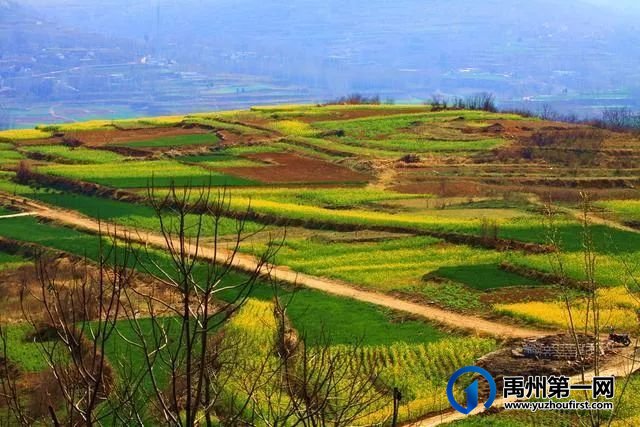 禹州市入选2023年全省农业科技引领优势产业发展试点县 禹州市入选2023年全省农业科技引领优势产业发展试点县