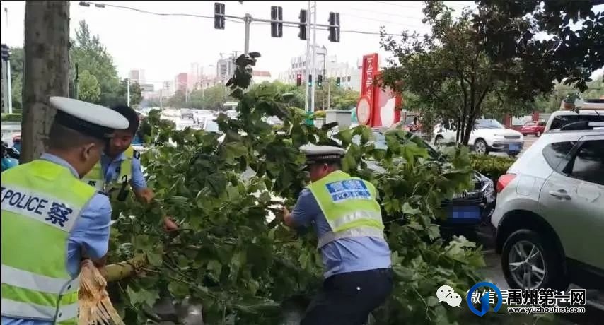 狂风暴雨大树倾倒 禹州交警徒手清障 狂风暴雨大树倾倒 禹州交警徒手清障