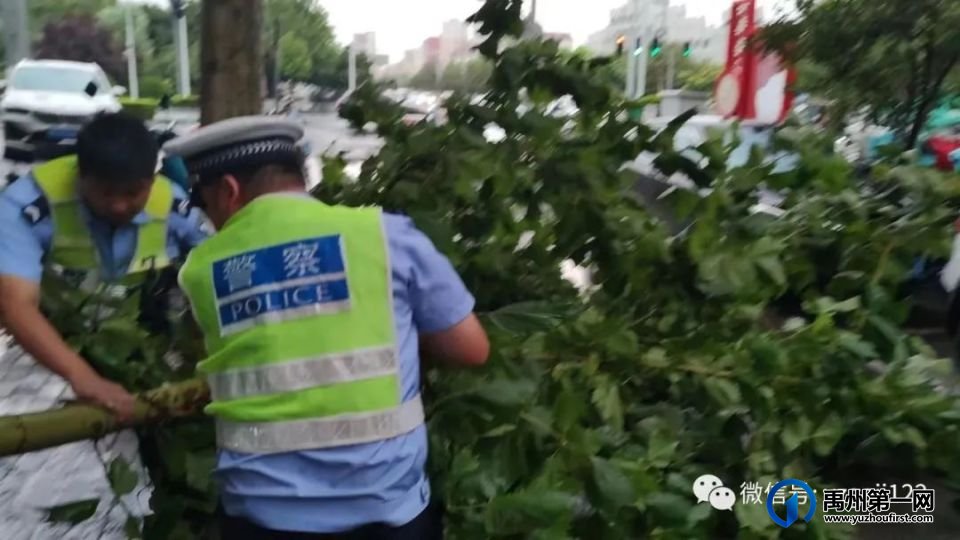 狂风暴雨大树倾倒 禹州交警徒手清障 狂风暴雨大树倾倒 禹州交警徒手清障