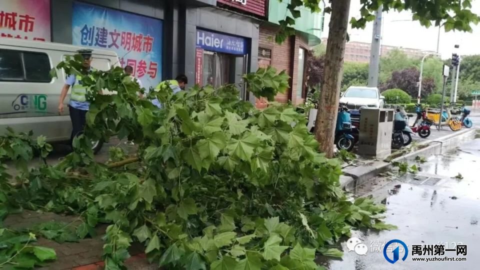 狂风暴雨大树倾倒 禹州交警徒手清障 狂风暴雨大树倾倒 禹州交警徒手清障