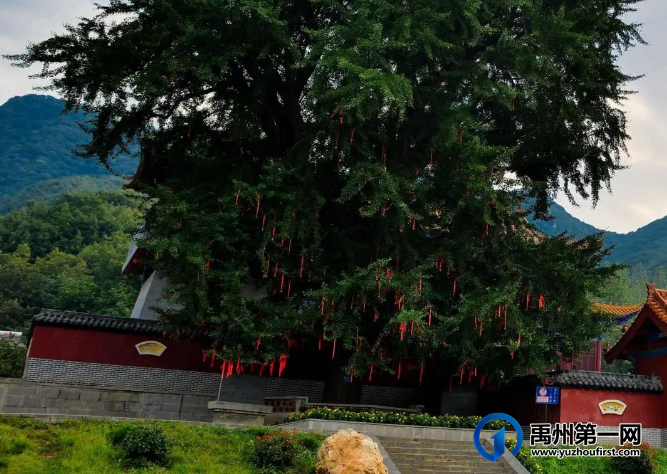 今日七夕,禹州大鸿寨千年银杏树入选全国“告白”古树! 今日七夕,禹州大鸿寨千年银杏树入选全国“告白”古树!