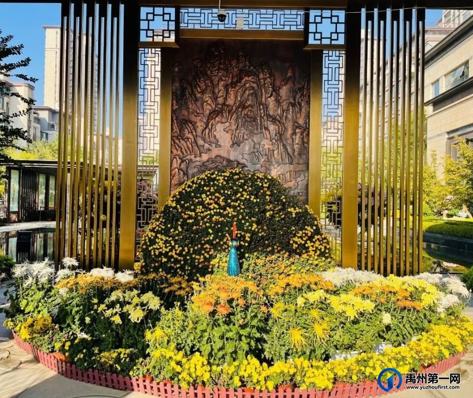 美翻了!禹州菊花展! 美翻了!禹州菊花展!