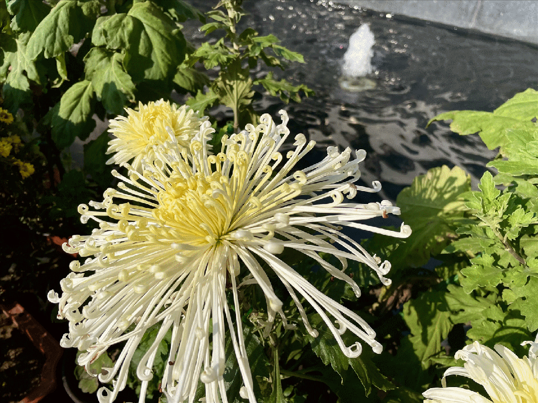 美翻了!禹州菊花展! 美翻了!禹州菊花展!