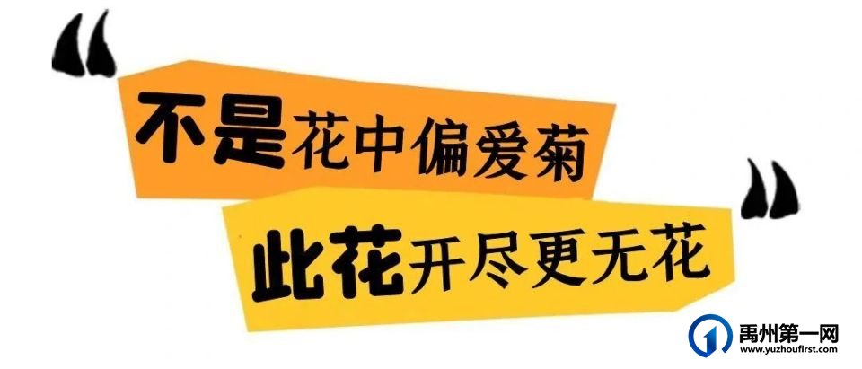 美翻了!禹州菊花展! 美翻了!禹州菊花展!