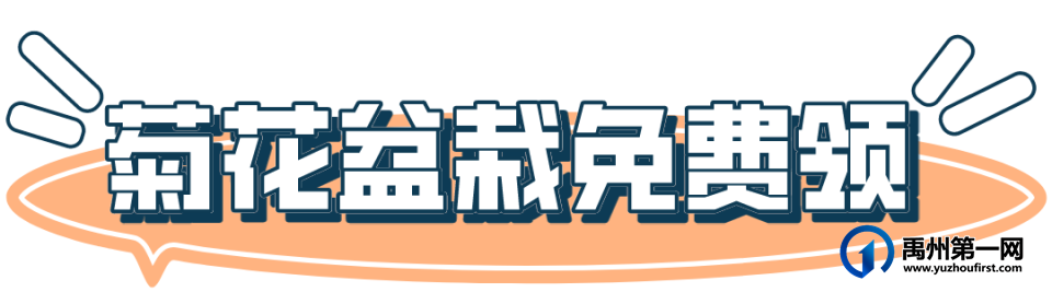 美翻了!禹州菊花展! 美翻了!禹州菊花展!