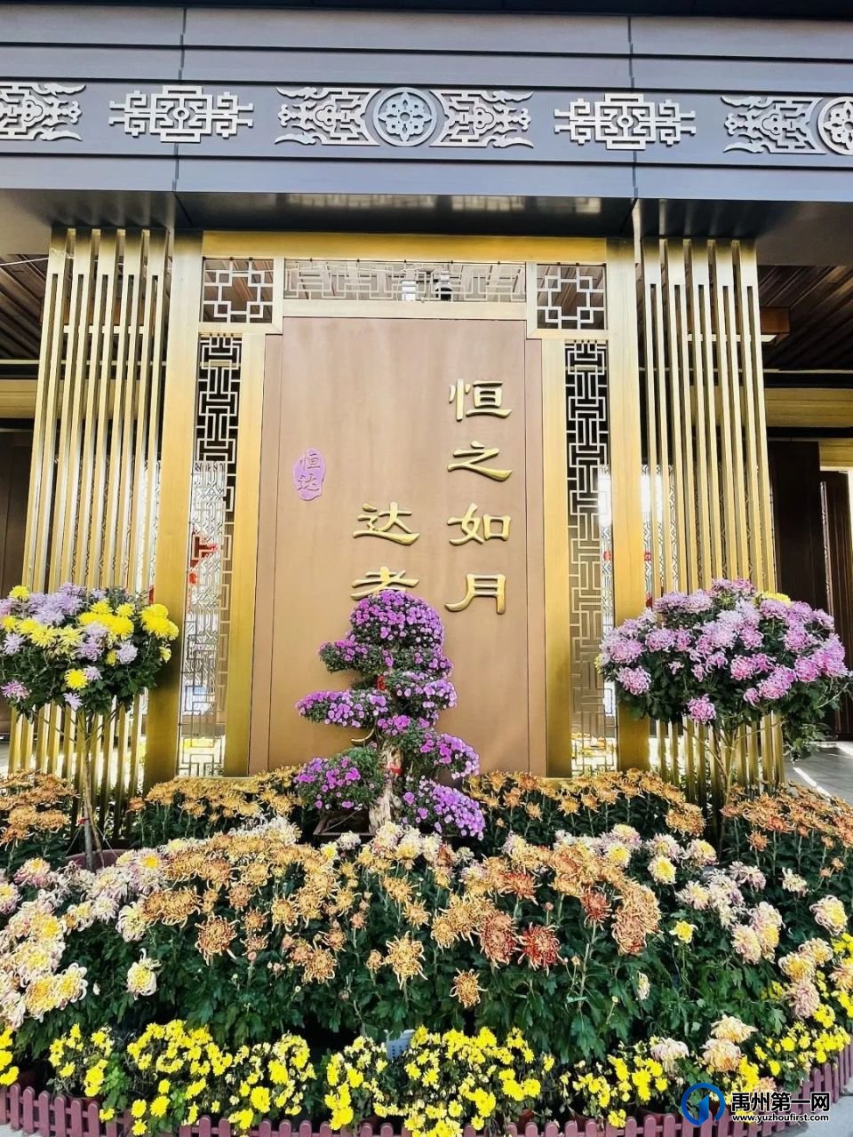 美翻了!禹州菊花展! 美翻了!禹州菊花展!