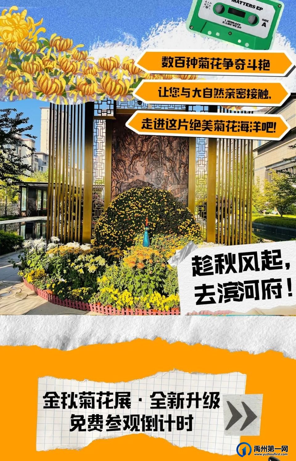 美翻了!禹州菊花展! 美翻了!禹州菊花展!