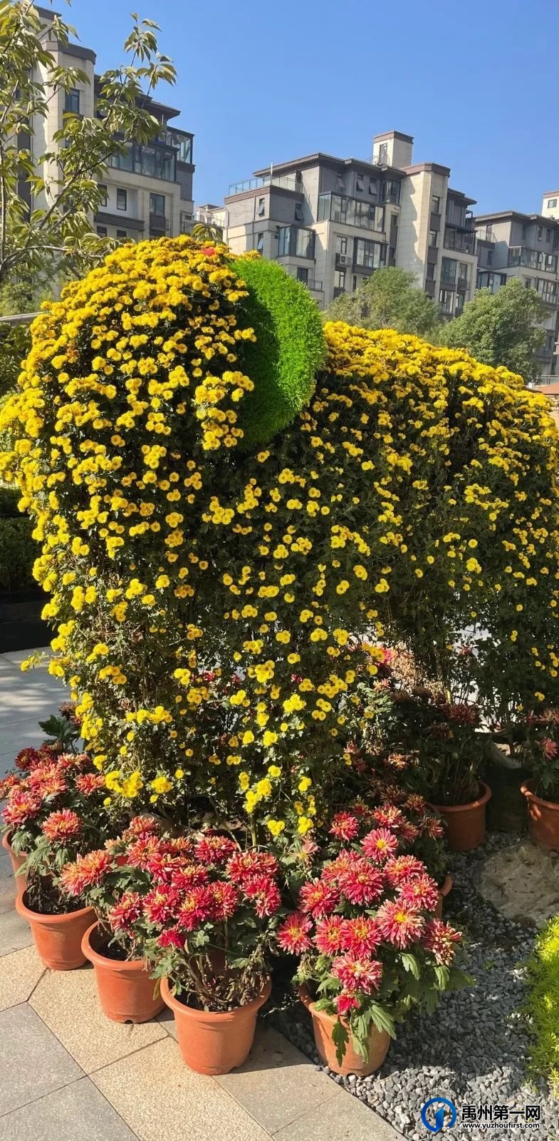 美翻了!禹州菊花展! 美翻了!禹州菊花展!