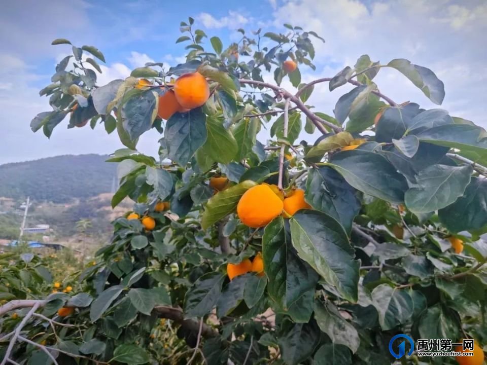 禹州秋季乡村游这几条路线可以选择! 禹州秋季乡村游这几条路线可以选择!