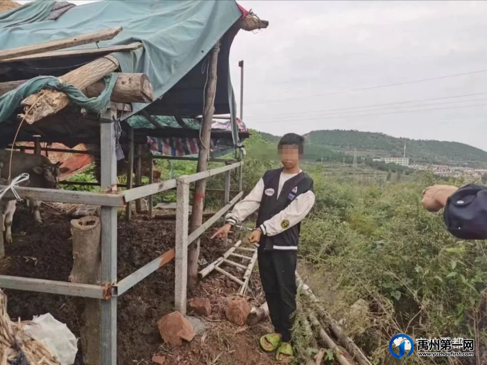 中秋节当天,禹州警方抓获两个偷牛贼 中秋节当天,禹州警方抓获两个偷牛贼