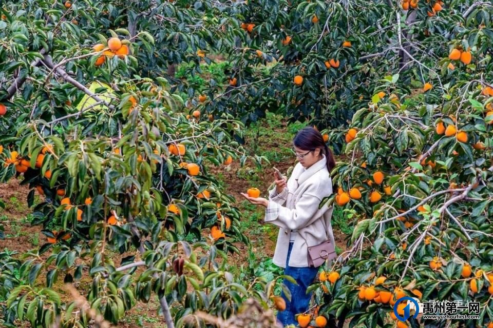 禹州市“柿柿如意•醉美乡村”摄影大赛公告 禹州市“柿柿如意•醉美乡村”摄影大赛公告