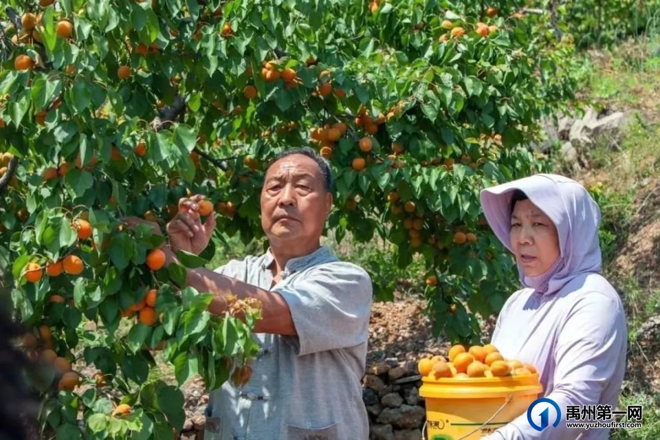 大涧村村委会党委书记陈海昌入选2023年度河南省乡村文化和旅游带头人 大涧村村委会党委书记陈海昌入选2023年度河南省乡村文化和旅游带头人