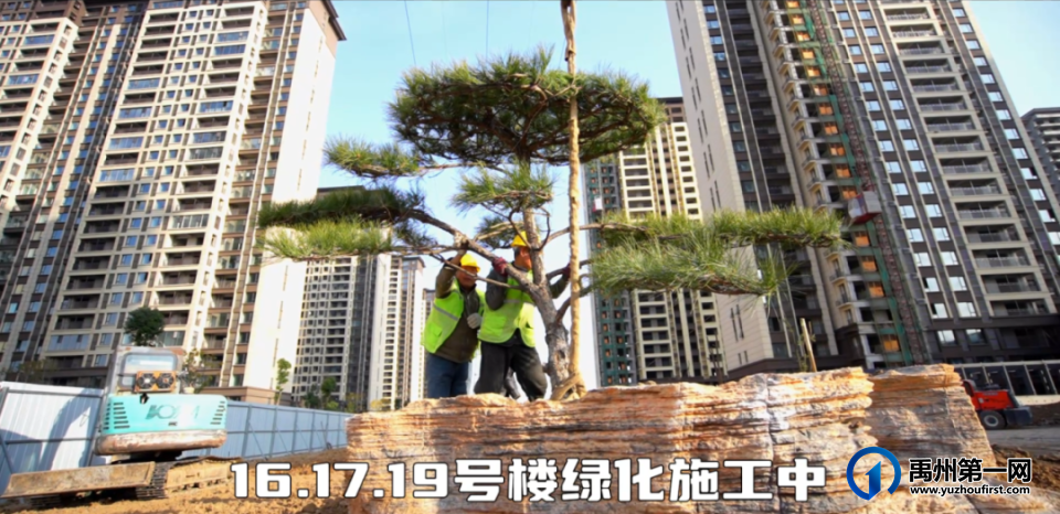 禹州御湖湾林溪喜栽迎客松,广聚八方财 禹州御湖湾林溪喜栽迎客松,广聚八方财