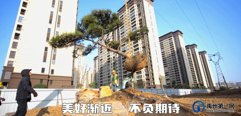 禹州御湖湾林溪喜栽迎客松,广聚八方财 禹州御湖湾林溪喜栽迎客松,广聚八方财