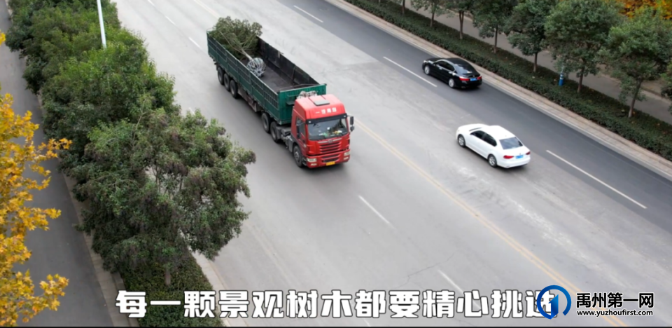 禹州御湖湾林溪喜栽迎客松,广聚八方财 禹州御湖湾林溪喜栽迎客松,广聚八方财