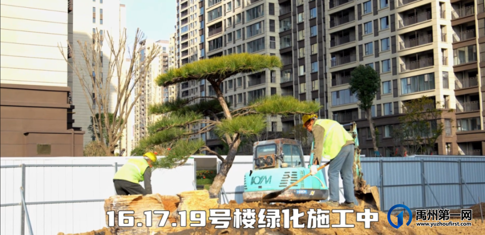 禹州御湖湾林溪喜栽迎客松,广聚八方财 禹州御湖湾林溪喜栽迎客松,广聚八方财