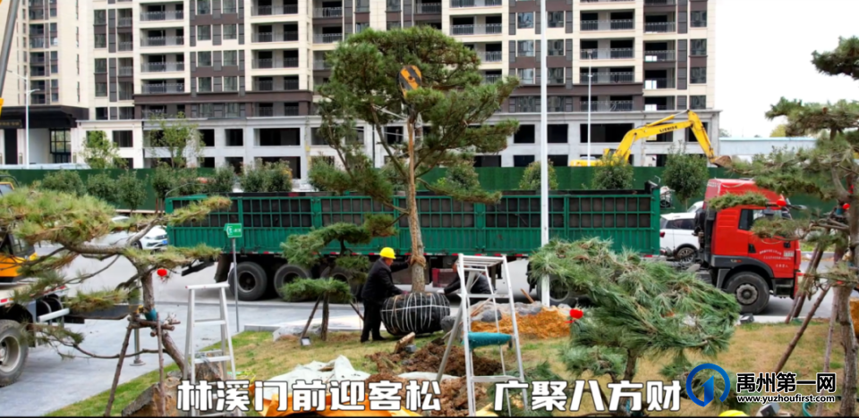 禹州御湖湾林溪喜栽迎客松,广聚八方财 禹州御湖湾林溪喜栽迎客松,广聚八方财
