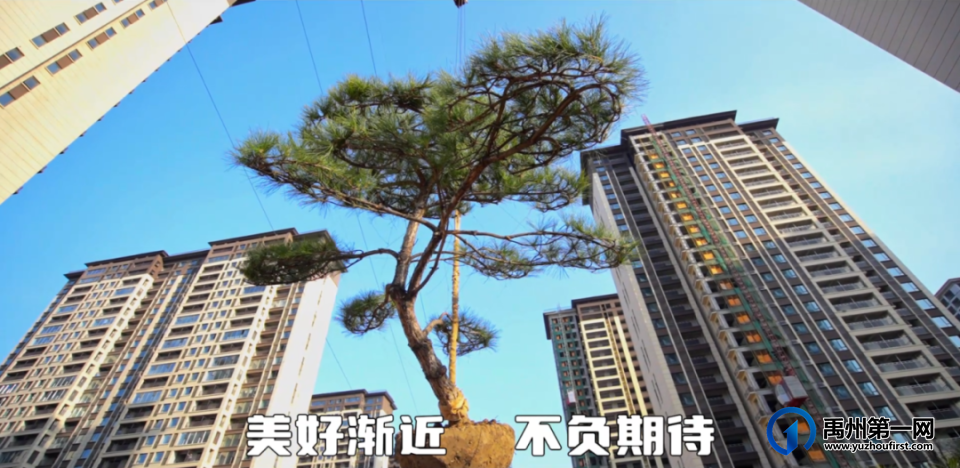 禹州御湖湾林溪喜栽迎客松,广聚八方财 禹州御湖湾林溪喜栽迎客松,广聚八方财