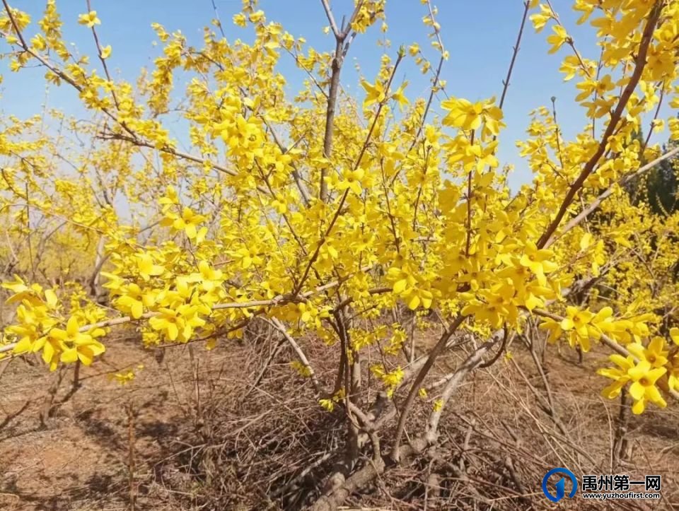 禹州磨街乡关庙村千亩连翘种植基地盛开致富花 禹州磨街乡关庙村千亩连翘种植基地盛开致富花