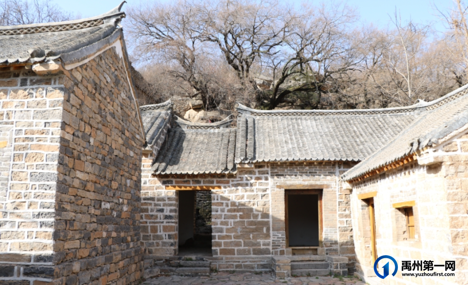 禹州磨街乡关庙村千亩连翘种植基地盛开致富花 禹州磨街乡关庙村千亩连翘种植基地盛开致富花