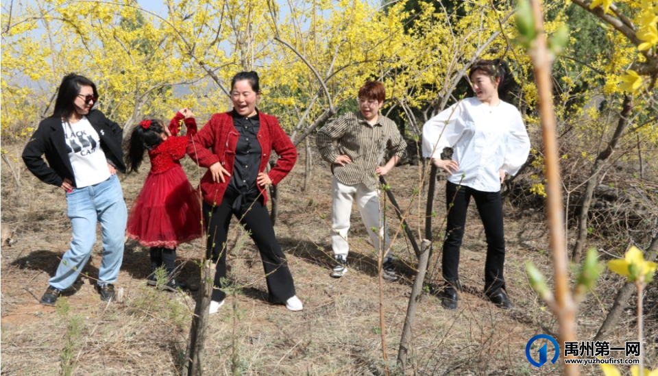 禹州磨街乡关庙村千亩连翘种植基地盛开致富花 禹州磨街乡关庙村千亩连翘种植基地盛开致富花