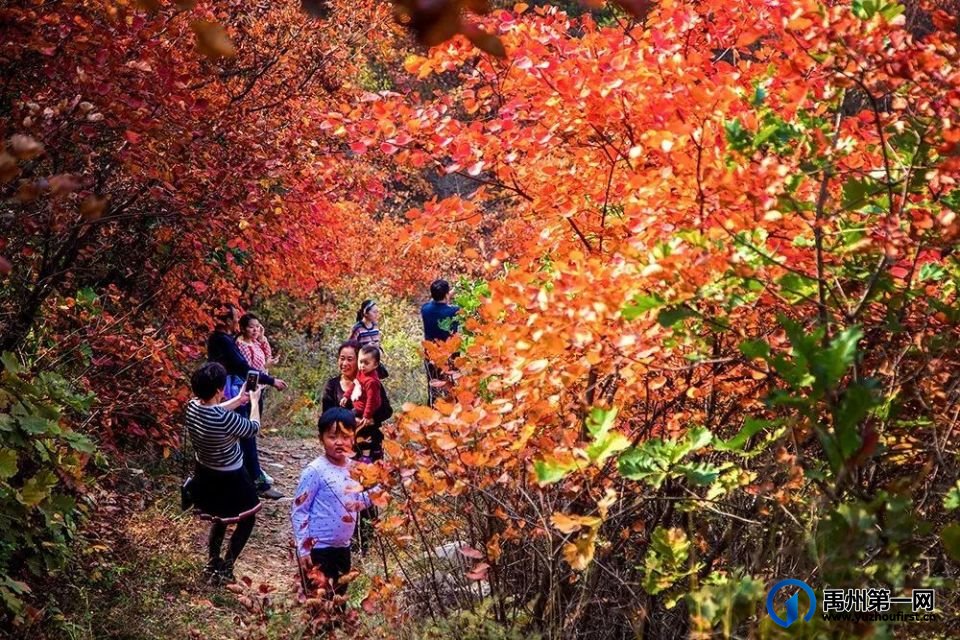 禹州市2024大鸿寨景区红叶节“醉美大鸿寨”摄影大赛启事