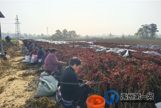 禹州苌庄镇：火红辣椒迎丰收 点亮乡村振兴路