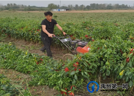 禹州苌庄镇：火红辣椒迎丰收 点亮乡村振兴路
