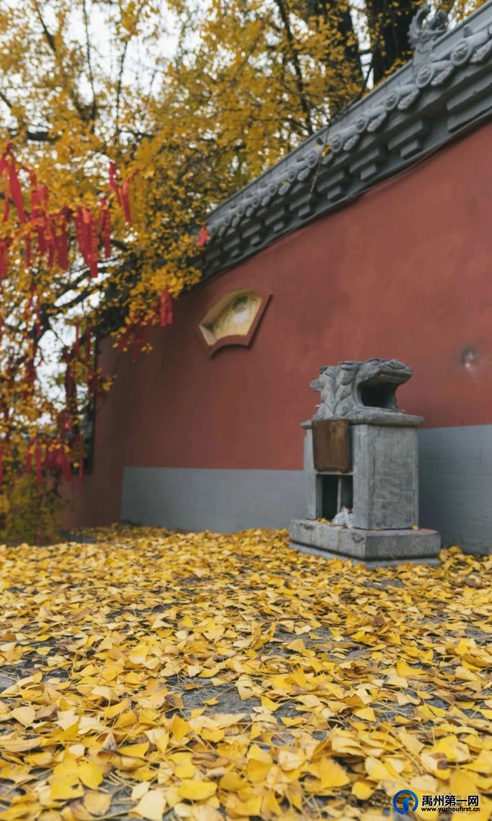 禹州鸠山大鸿寨千年银杏披“金甲”