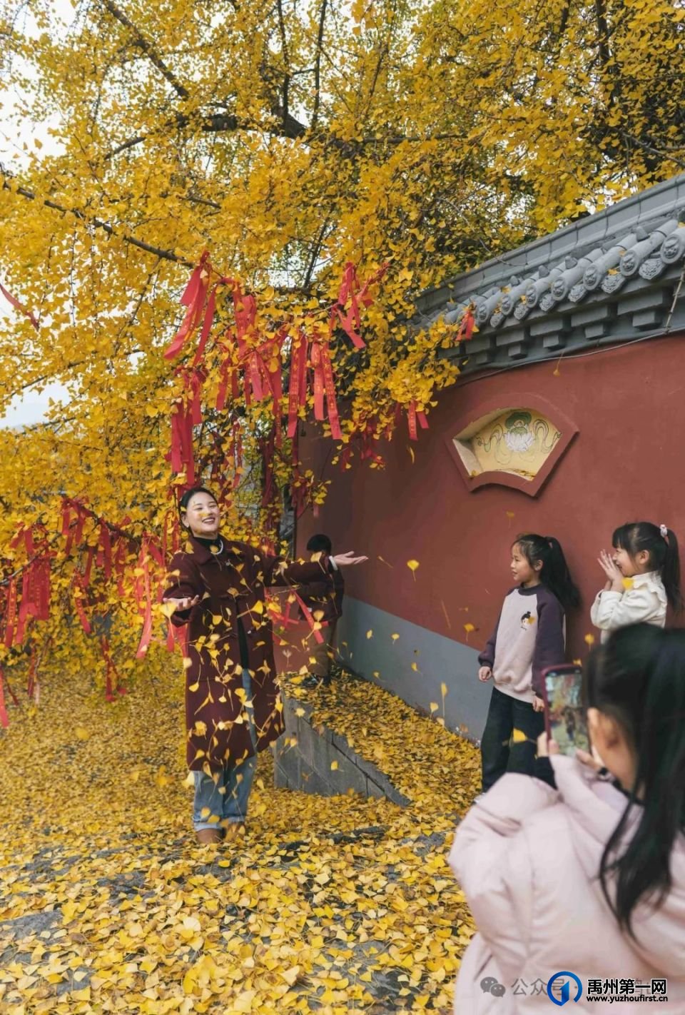 禹州鸠山大鸿寨千年银杏披“金甲”