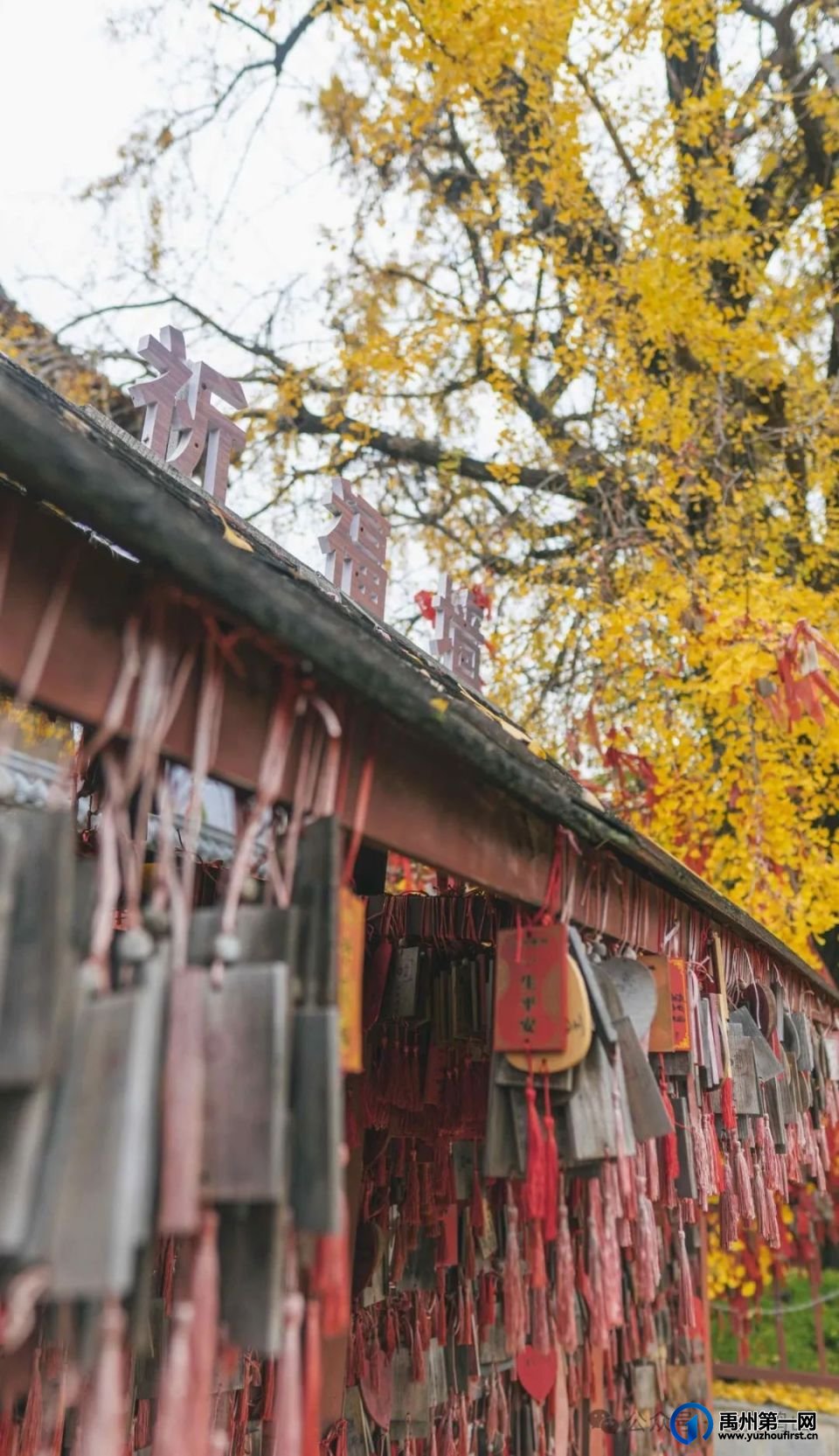 禹州鸠山大鸿寨千年银杏披“金甲”