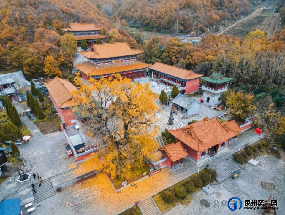 禹州鸠山大鸿寨千年银杏披“金甲”