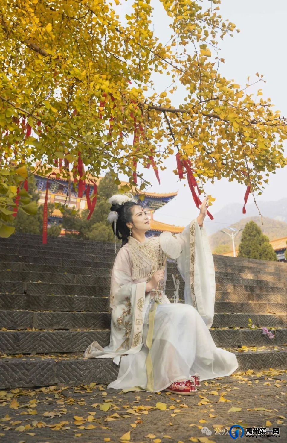 禹州鸠山大鸿寨千年银杏披“金甲”