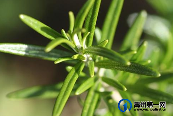 禹州地道药材——迷迭香