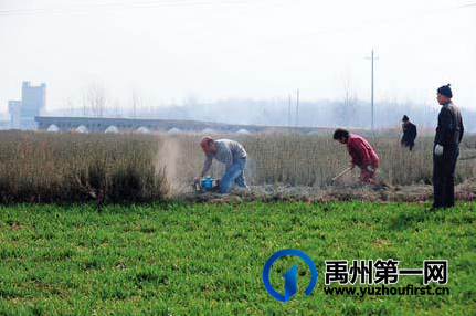 禹州地道药材——迷迭香