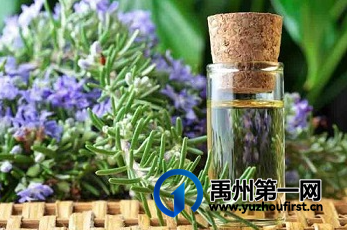 禹州地道药材——迷迭香