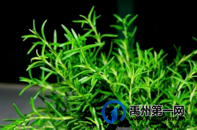 禹州地道药材——迷迭香