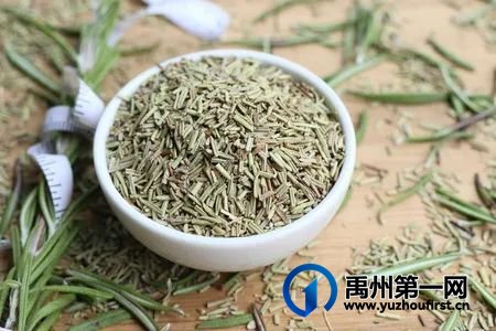 禹州地道药材——迷迭香