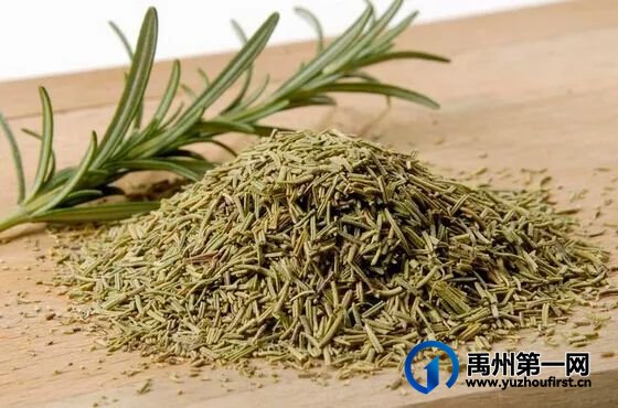 禹州地道药材——迷迭香