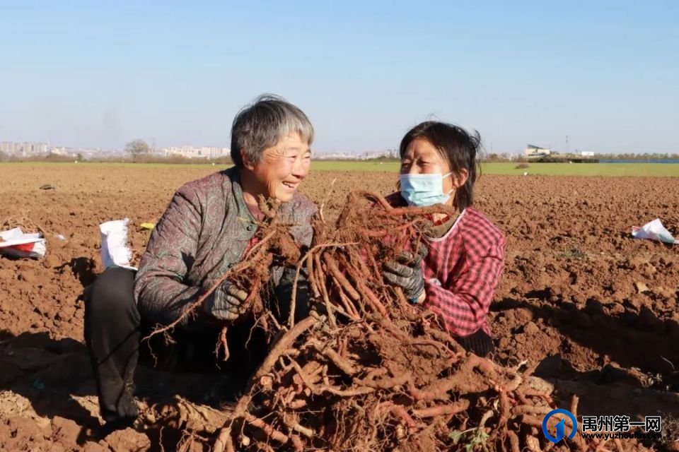 禹州方岗镇黄庄村:药粮轮作 实现双丰收 禹州方岗镇黄庄村:药粮轮作 实现双丰收