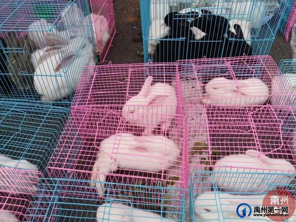 喂！一起去逛禹州“狗市”喽