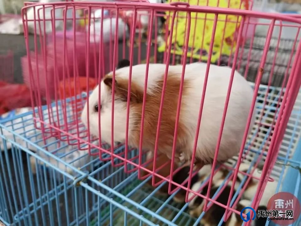 喂！一起去逛禹州“狗市”喽