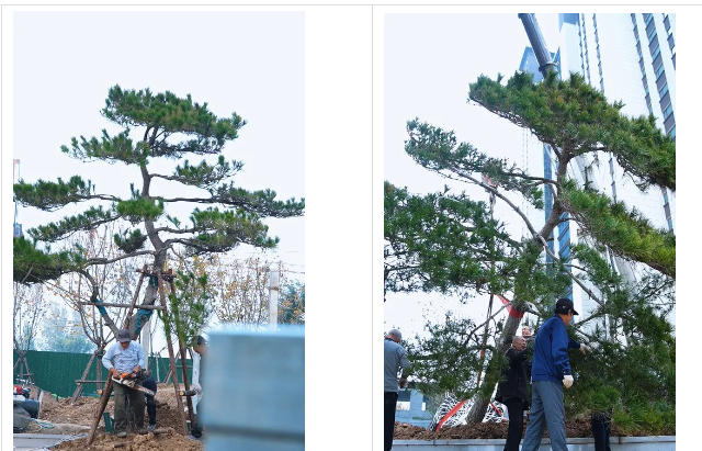 1762422459304071.jpg ScreenShot_2025-11-06_174717_033.jpg